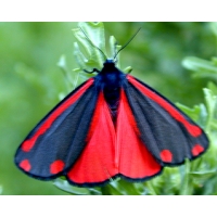 Cinnabar Moth Hipocrita jacobaeae pupae Cinnabar Moth Hipocrita jacobaeae pupae